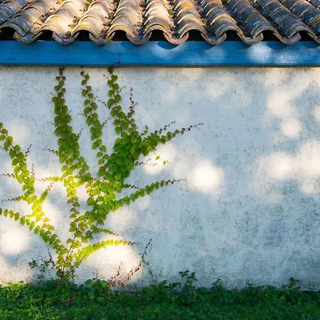 Hébergement de vacances Domaine Le Trabet - Palmier
